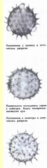 Подсолнечник (Helianthus annuus L.)-пыльцевые зерна Подсолнечник (Helianthus annuus L.)-пыльцевые зерна